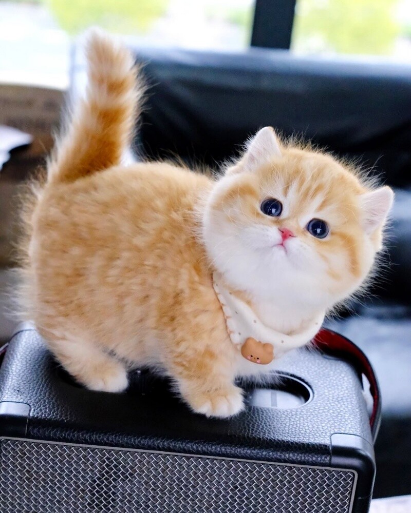 Cute British Shorthair kittens - 1