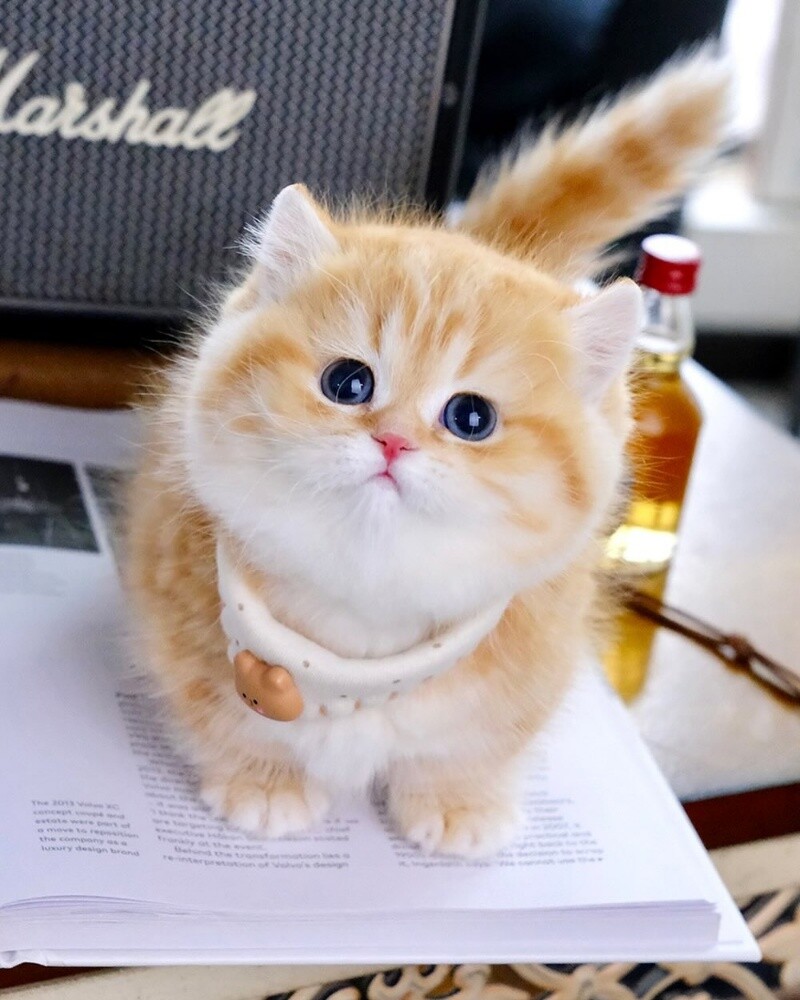 Cute British Shorthair kittens - 3