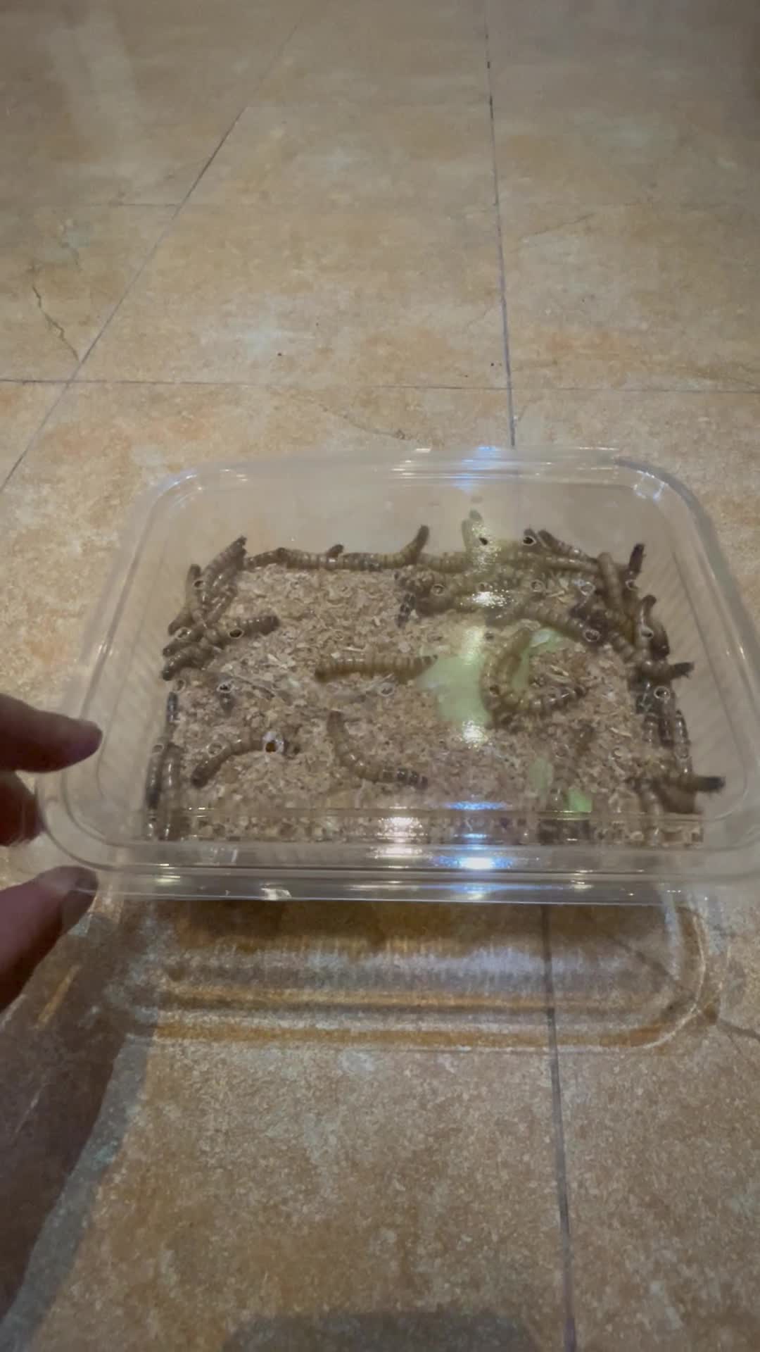 alive supper mealworms - 1