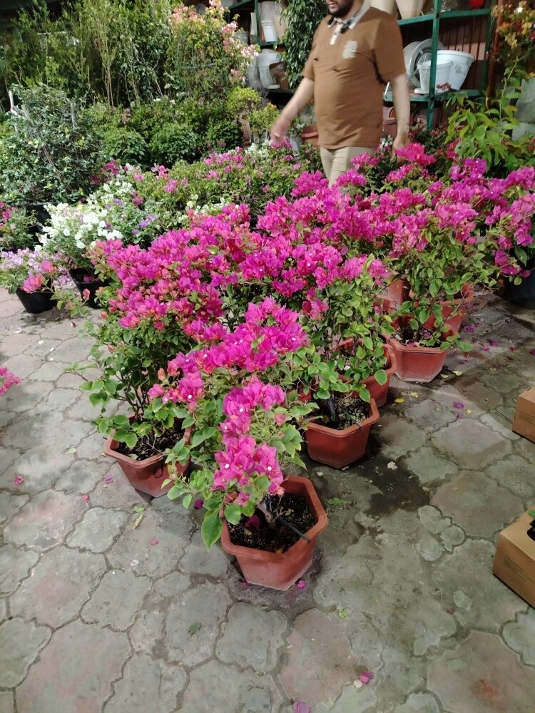 زراعه وديكور - 3