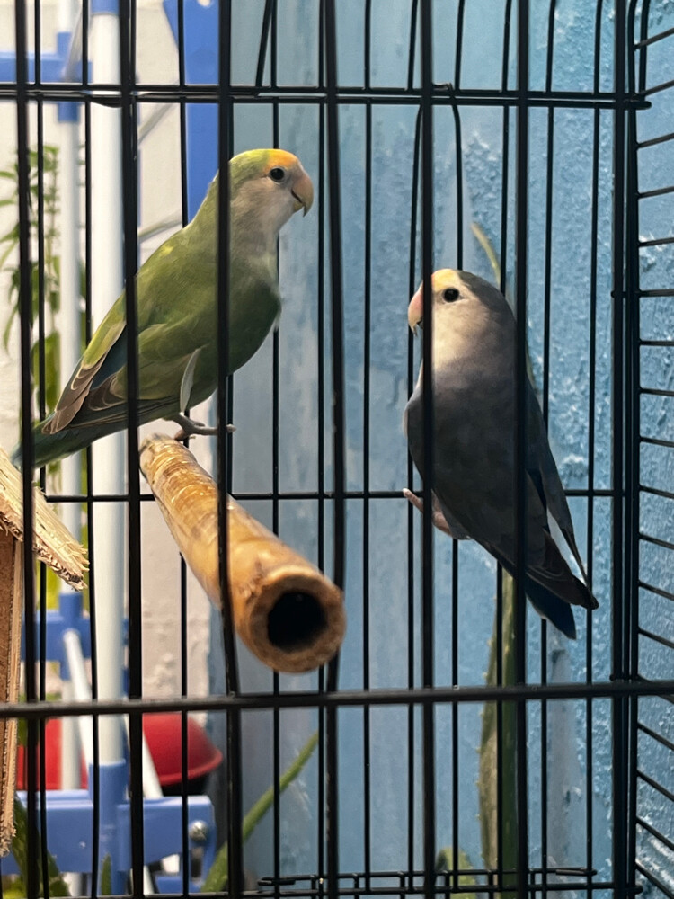 زوج طائر الحب - 1