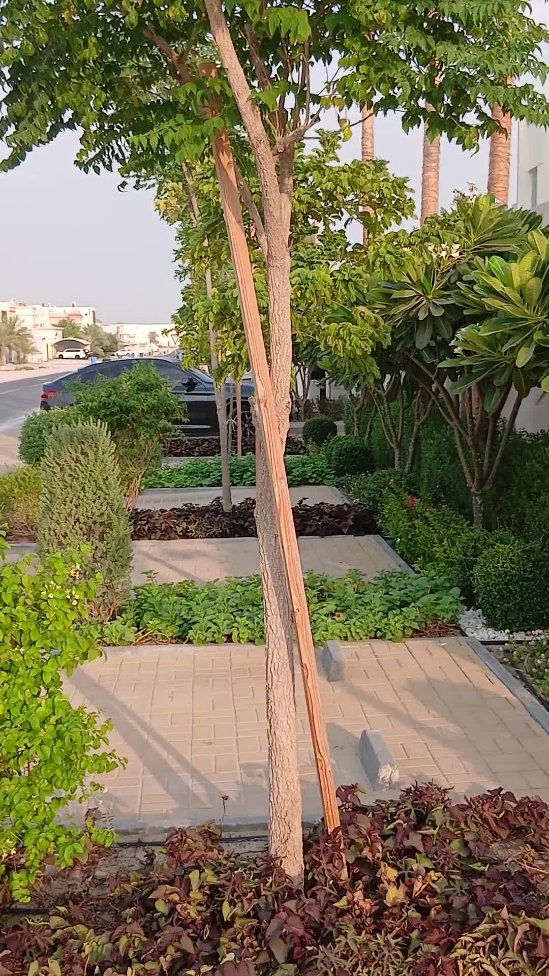 أنا مزارع لصيانه المزروعات - 1