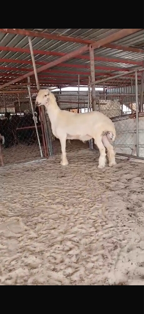 فحل فاخر - 1