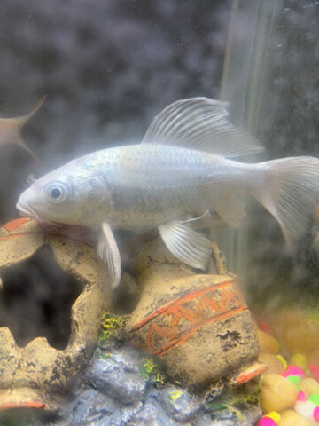 fishes  - 3