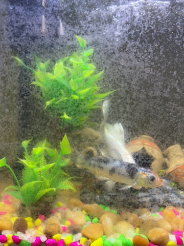 fishes  - 4