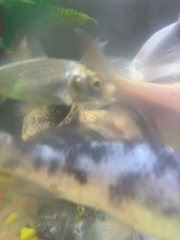 fishes  - 1