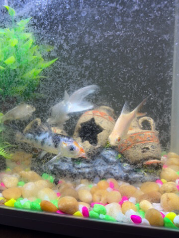 fishes  - 2