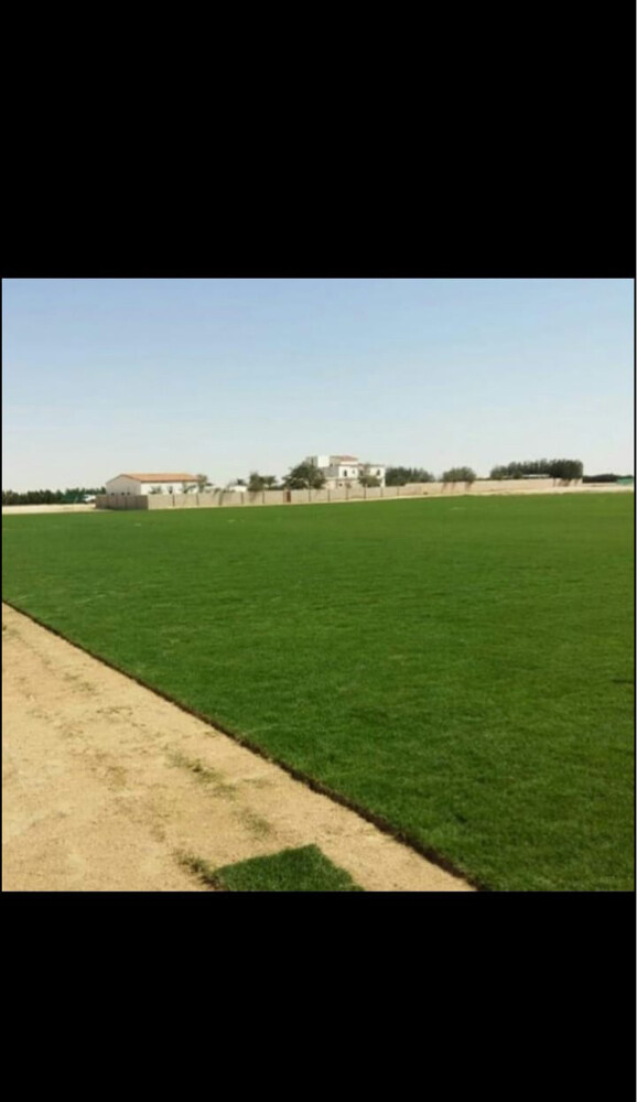 عشب طبيعي - 16