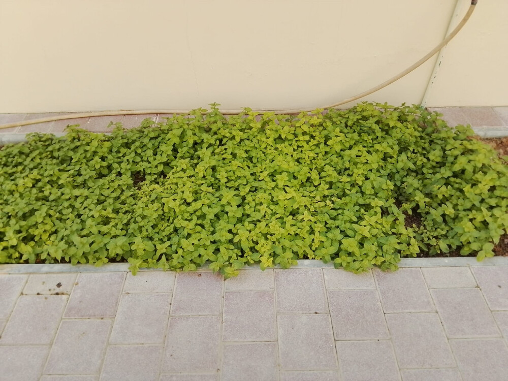 Professional Gardener | Date Palms  - 8