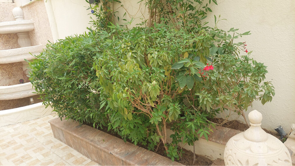 Professional Gardener | Date Palms  - 10