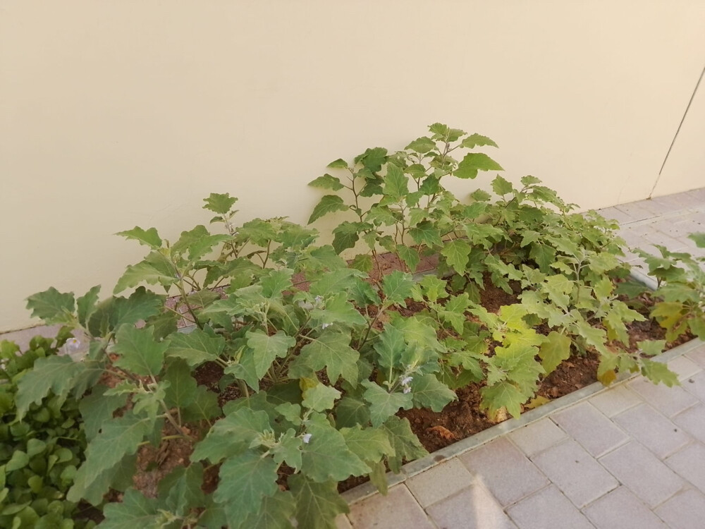 Professional Gardener | Date Palms  - 11