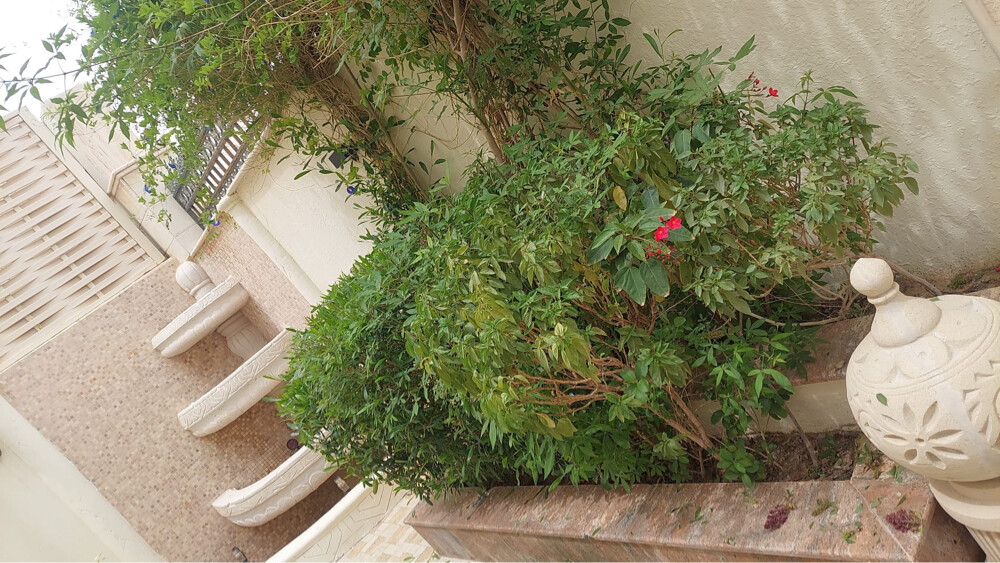 Professional Gardener | Date Palms  - 6