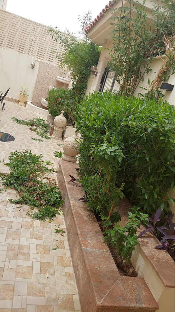 Professional Gardener | Date Palms  - 7