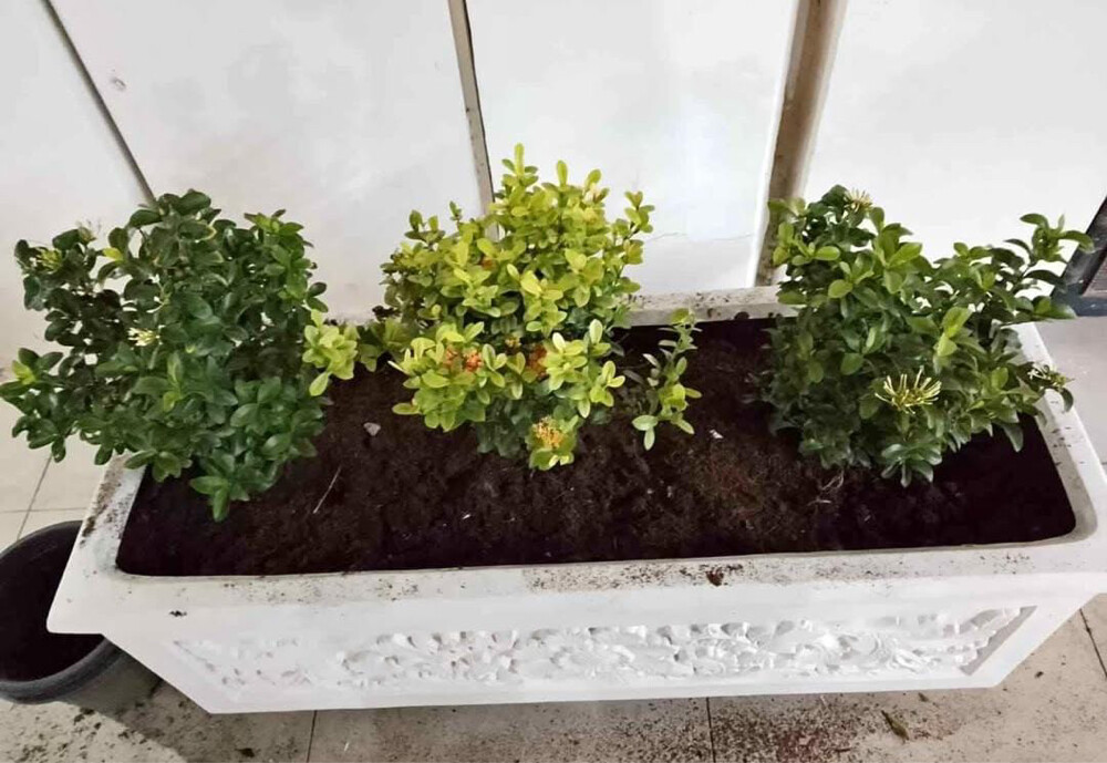 Professional Gardener | Date Palms  - 12