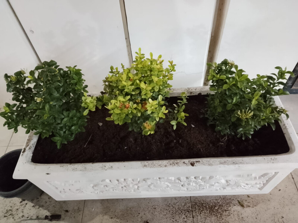 Professional Gardener | Date Palms  - 4