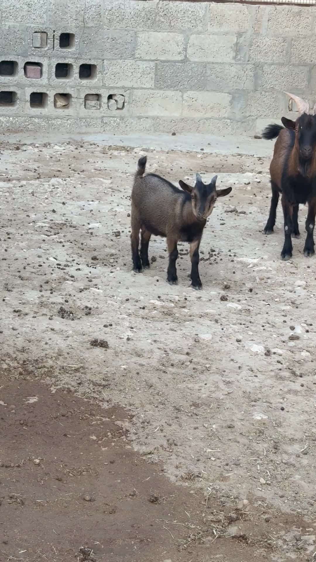 Begim goat  - 1