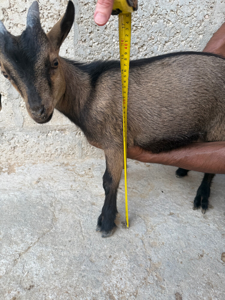 Begim goat  - 2