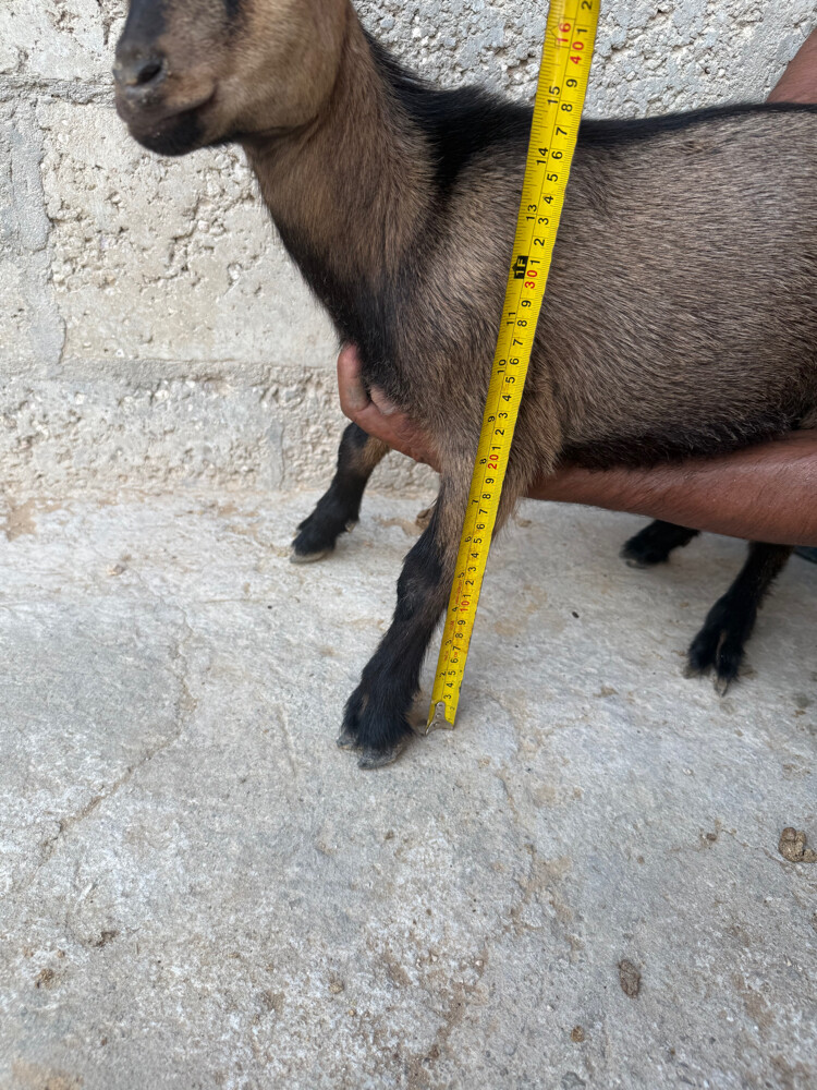 Begim goat  - 3