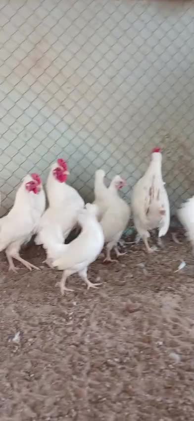 Ornamental chickens for sale - 1