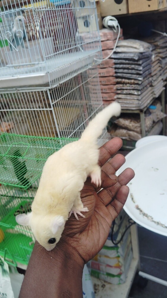 sugar glider white - 2