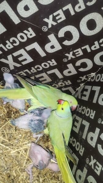 Indian ring neck parrot - 1