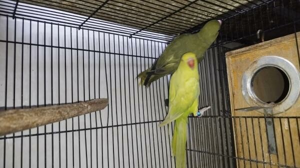Indian ring neck parrot - 2