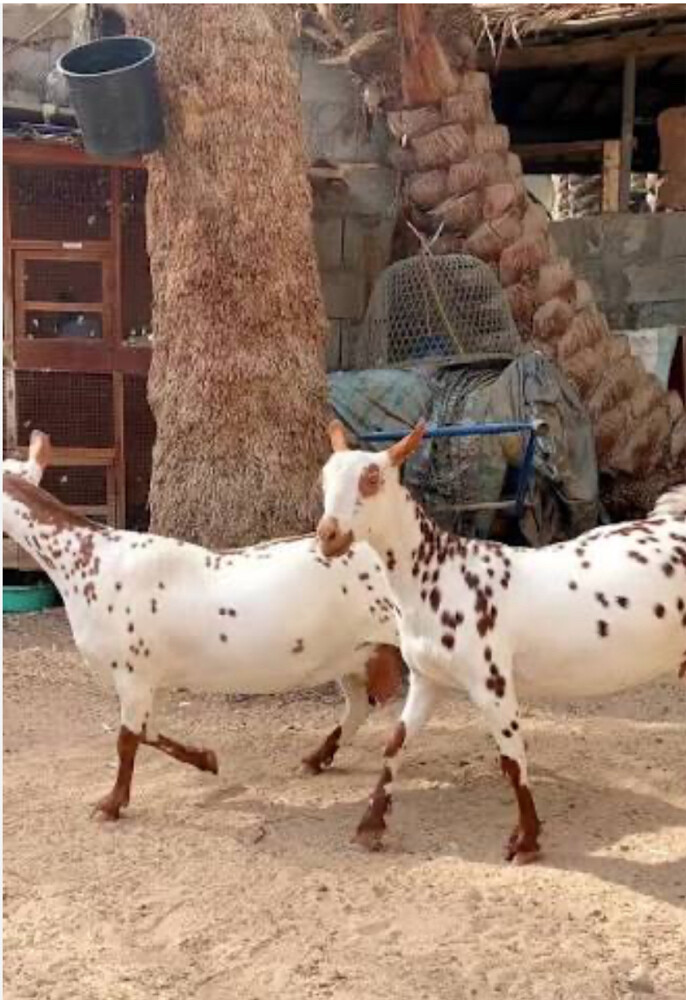 مطلوب معز عمانيات - 1
