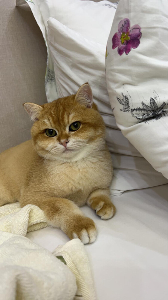 Male cat breeds for mating - 7