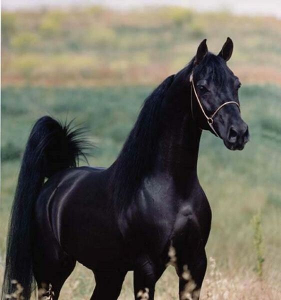 Horse and running - 2