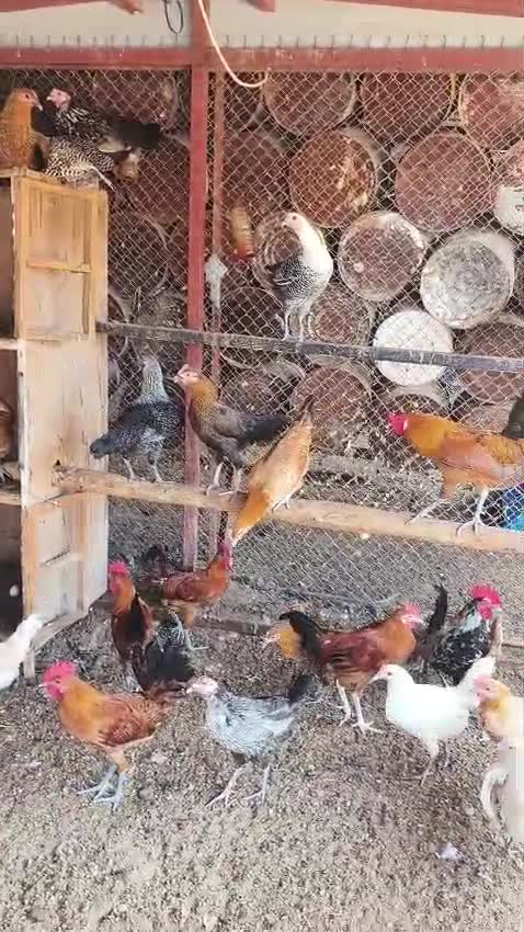 دجاج بياض - 1