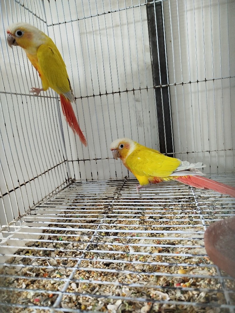 sun cheek conure pair - 4