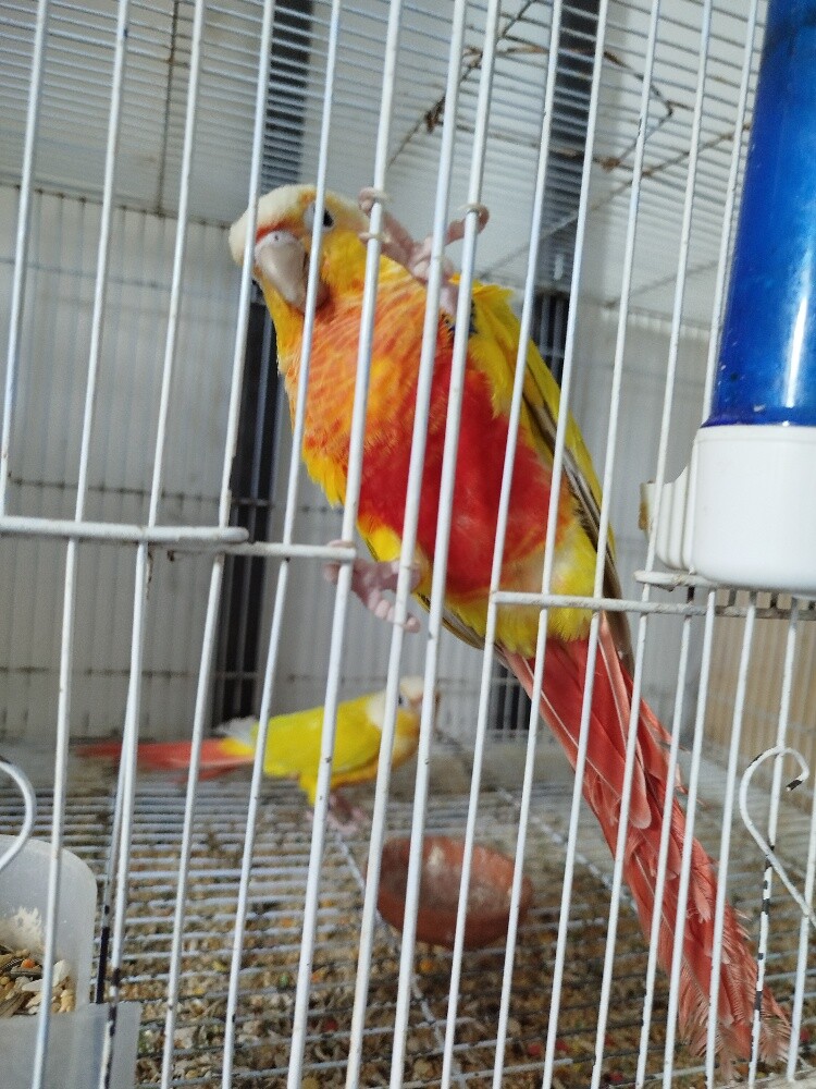 sun cheek conure pair - 3