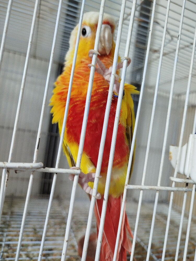 sun cheek conure pair - 2