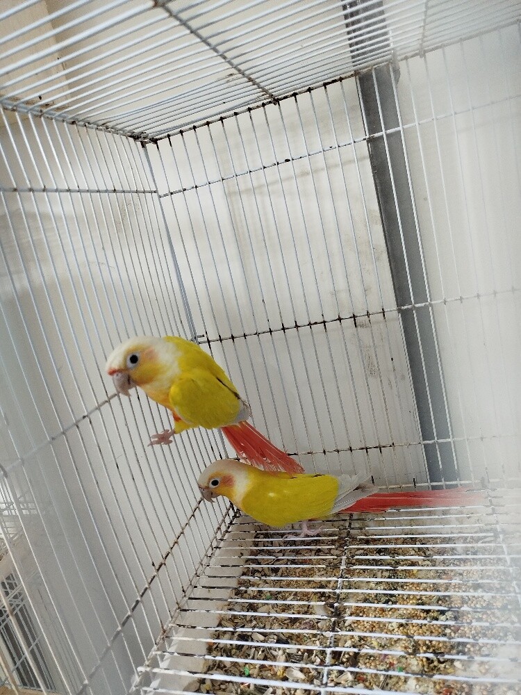 sun cheek conure pair - 5
