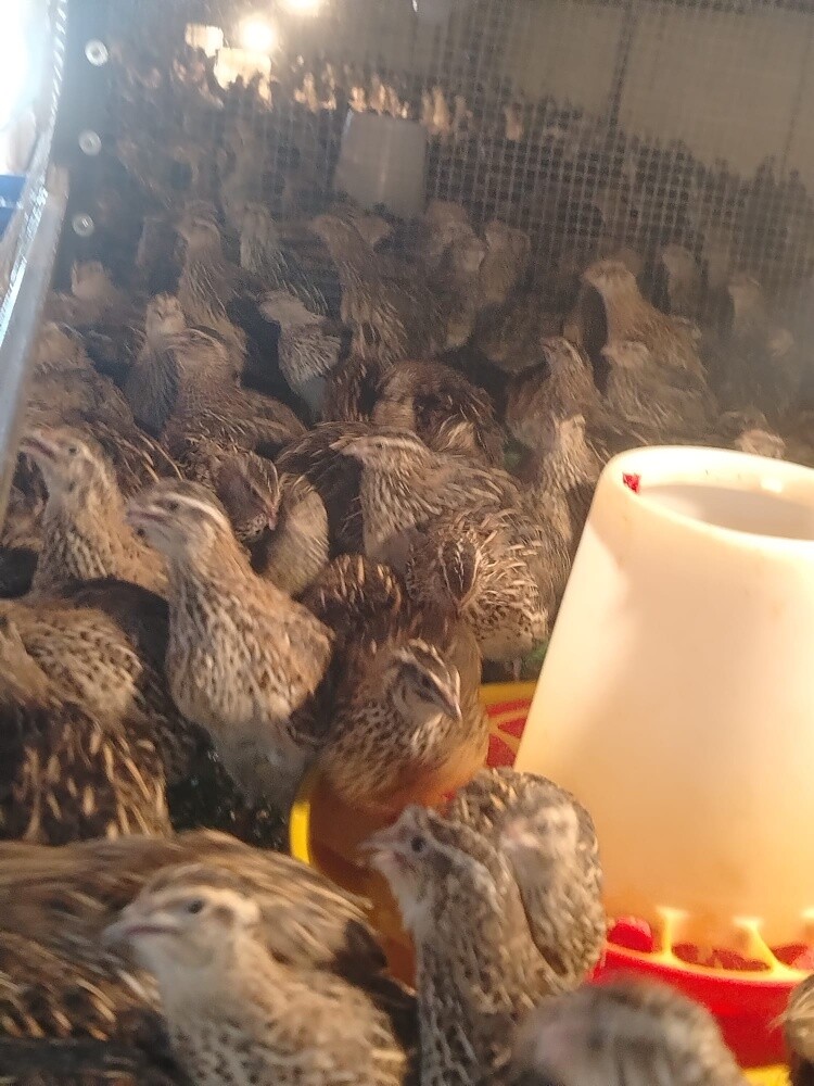 abbas - 2