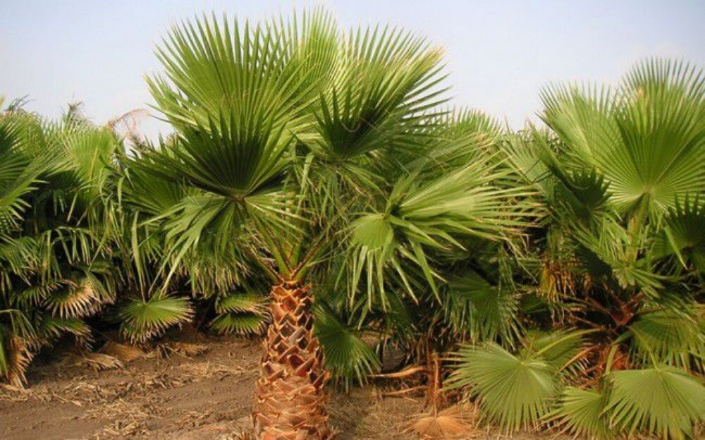 نخل وشنتونيا - 1