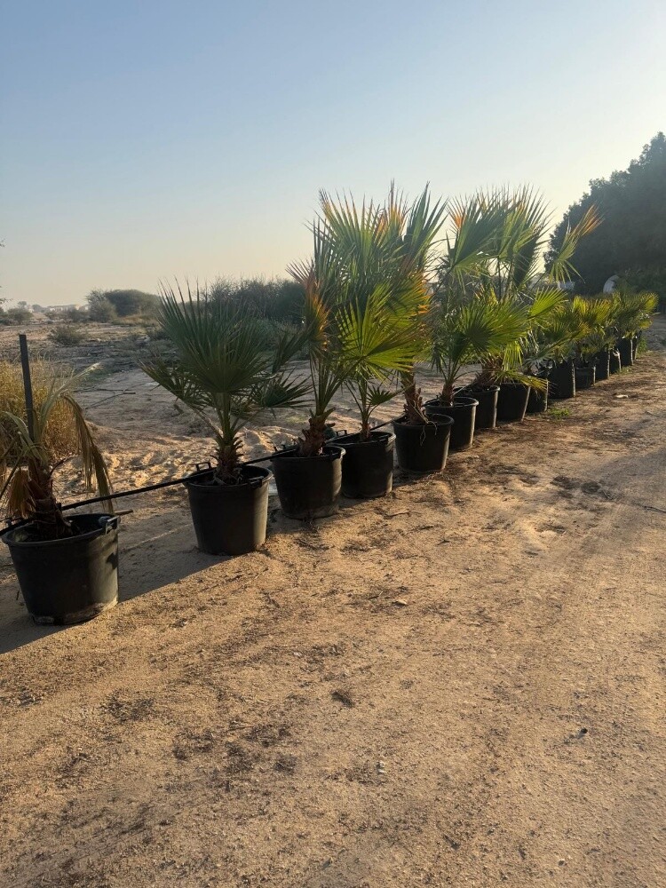 نخل وشنتونيا - 9