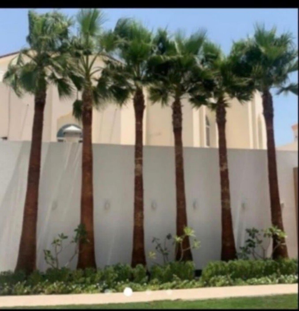 نخل وشنتونيا - 15