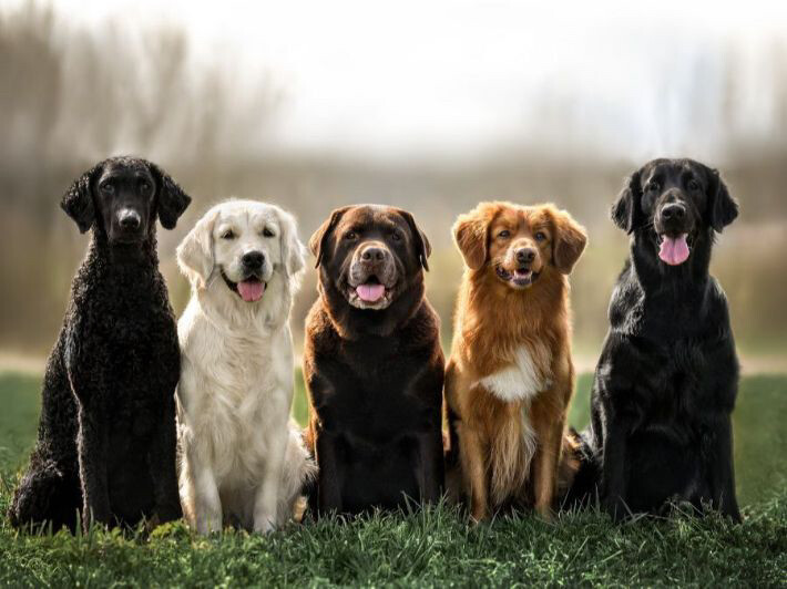 Dog wanted for adoption - 1