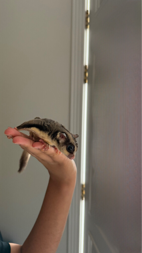 Healthy Sugar Glider for Sale - 1