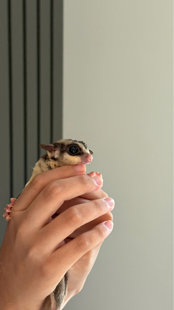 Healthy Sugar Glider for Sale - 2