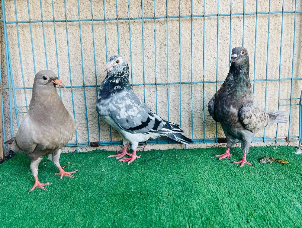 zajal breeding pair - 1