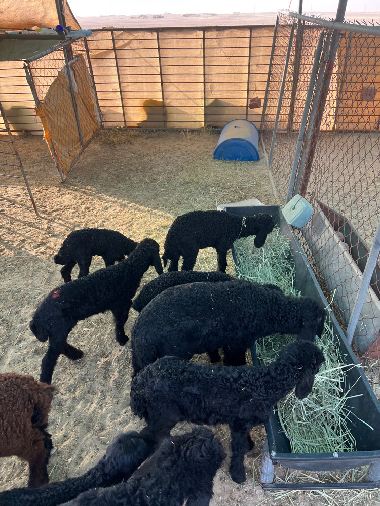 Expert shepherd  - 1