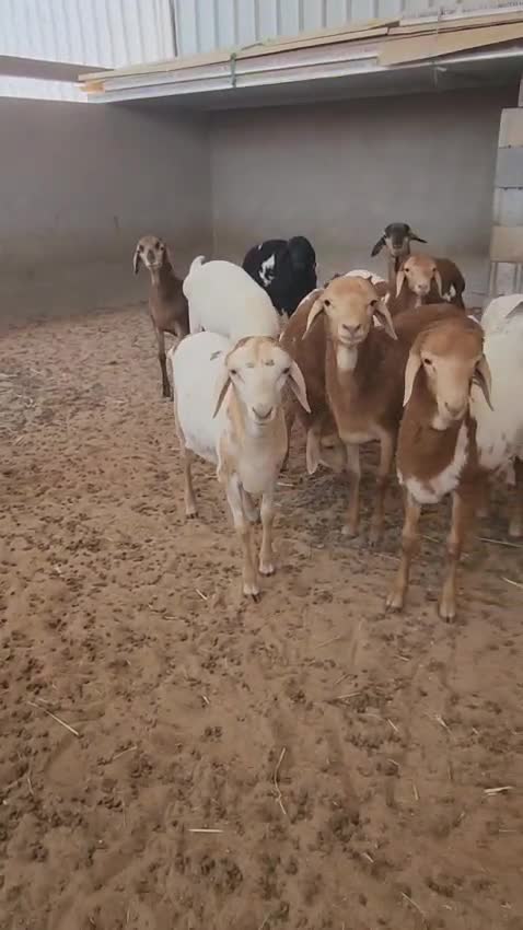 طليان بيرشن فل شحم - 2