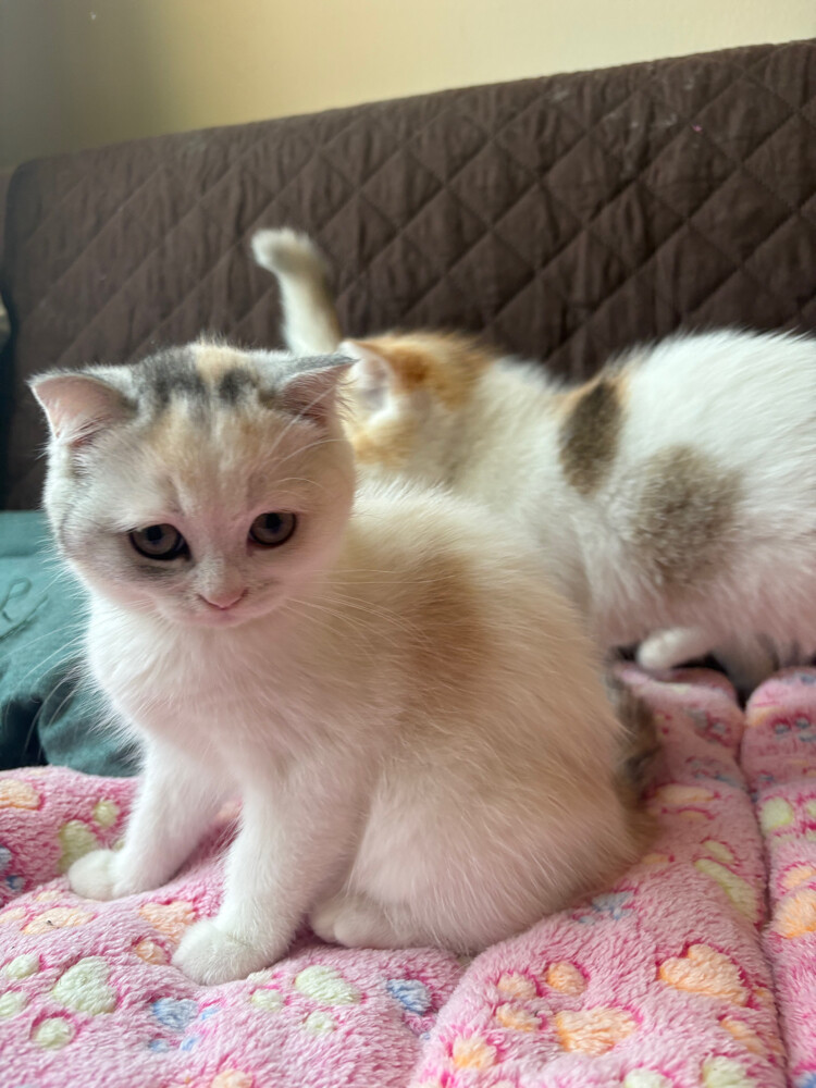 scottish fold  - 4