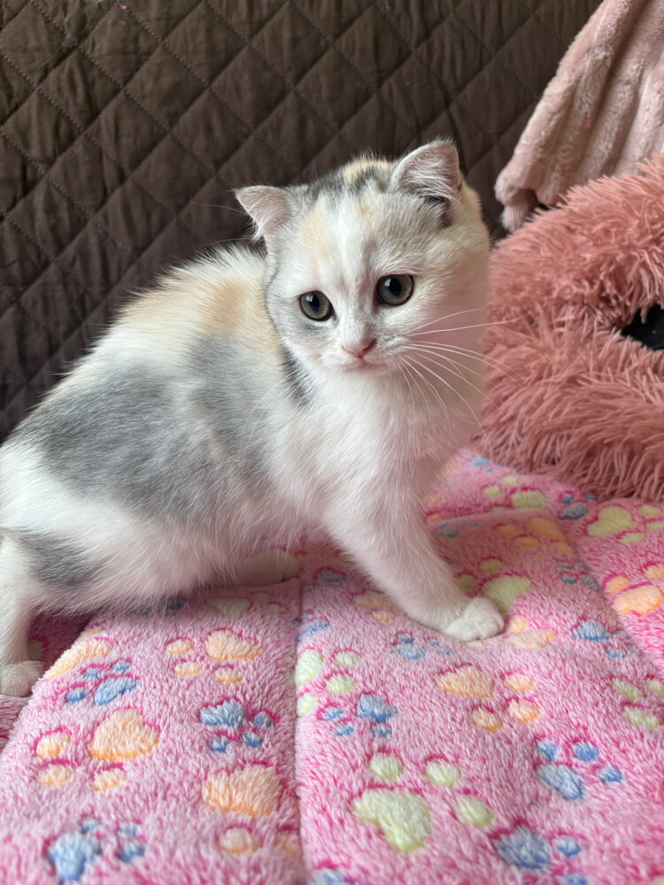 scottish fold  - 6