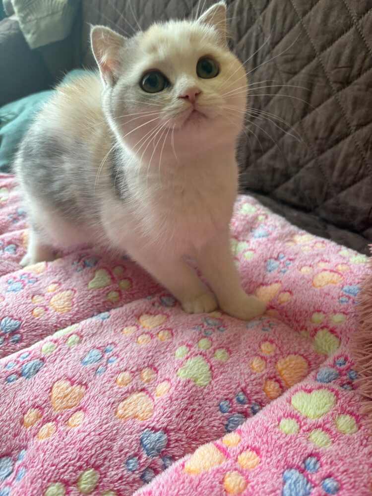 scottish fold  - 7