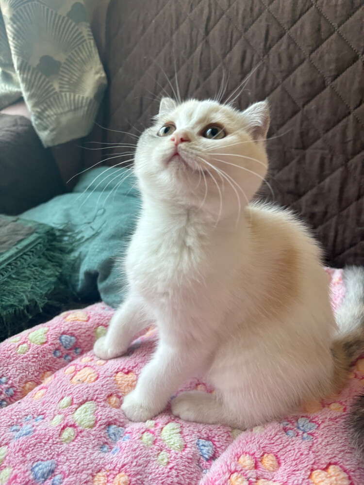 scottish fold  - 3
