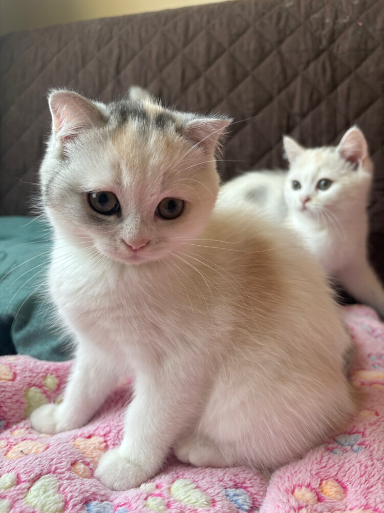 scottish fold  - 2