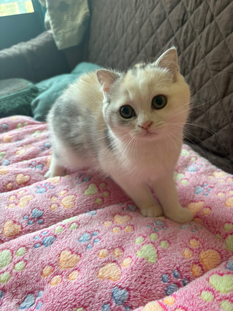 scottish fold  - 8